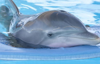 Box-office nord-américain : Dolphin Tale nage jusqu'au premier rang