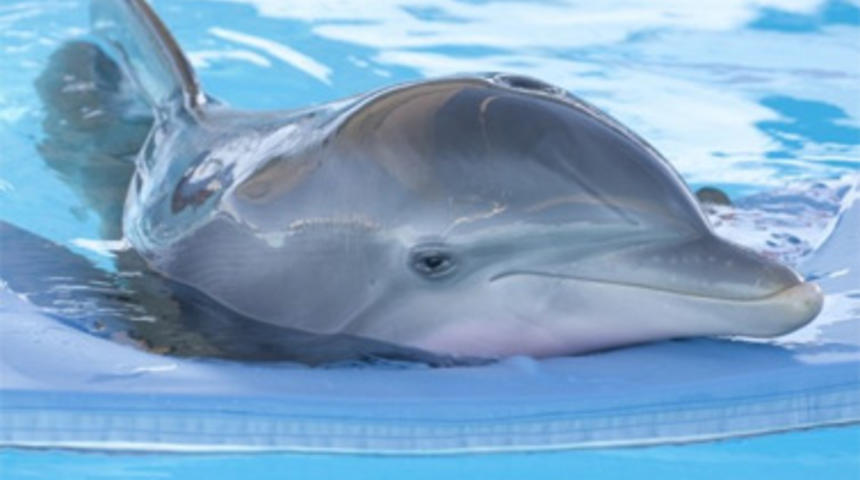 Box-office nord-américain : Dolphin Tale nage jusqu'au premier rang