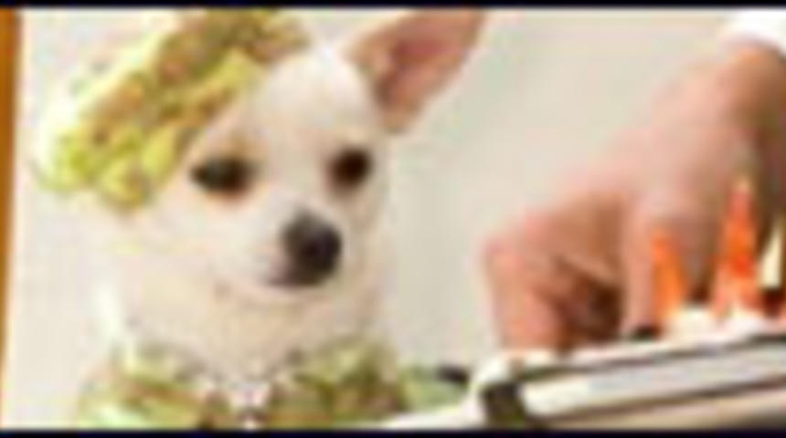 Bande-annonce officielle de la comédie familiale Beverly Hills Chihuahua