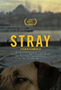 Stray : Le monde des chiens errants